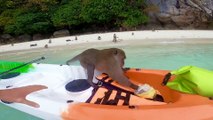 Monkeys Bully Kayaker