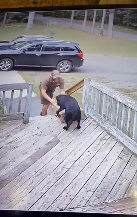 Quand tu laisses ton chien réceptionner les colis