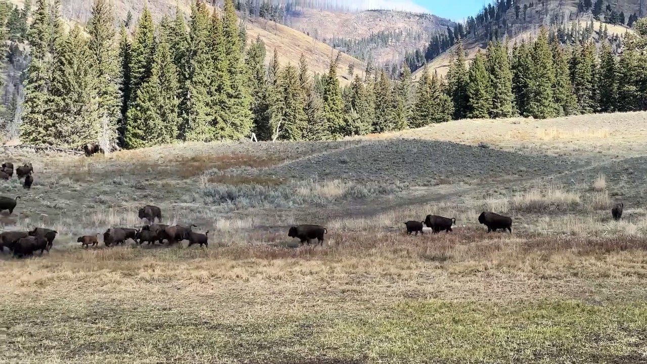 Le cerf se heurte à un troupeau de bisons pour échapper au coyote - Buzz Buddy