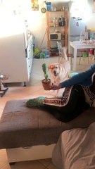 Le chien ne sait pas quoi penser du jouet de cactus dansant - Buzz Buddy