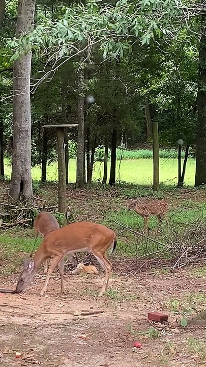 Maman cerf donne un bain à bébé - Buzz Buddy
