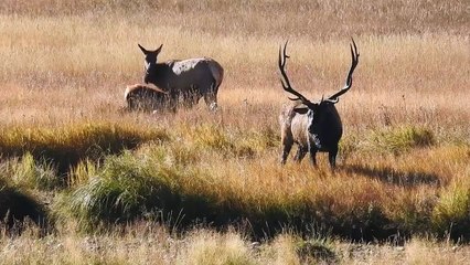 La pression expulsée des narines des wapitis est impressionnante - Buzz Buddy