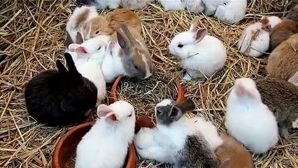 Kelinci - hewan lucu yang sangat menggemaskan