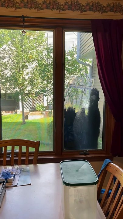 L'ours noir visite la mangeoire à oiseaux de la fenêtre de la famille - Buzz Buddy