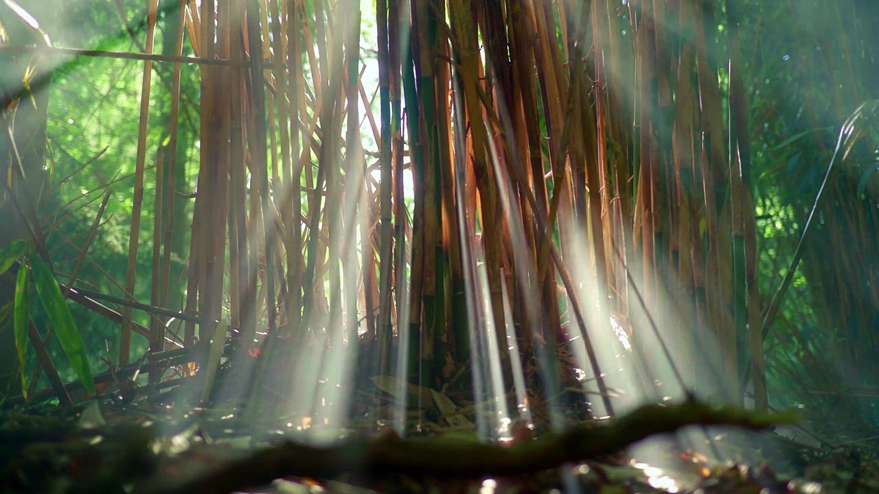 Clear Your Mind in the Morning I 8 Minutes Morning Meditation I Guided Morning Meditation I