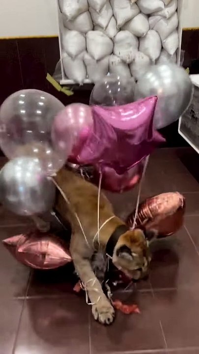 Puma ludique fait éclater des ballons d'anniversaire - Buzz Buddy