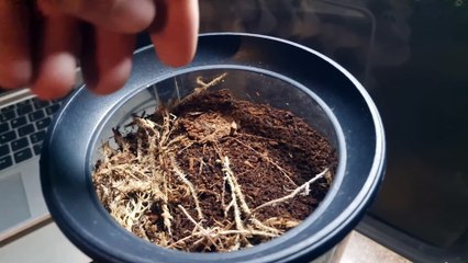 Araignée trappe thaïlandaise attrapant une proie au ralenti - Buzz Buddy