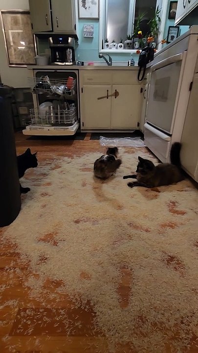 Des chatons excentriques roulent dans du riz - Buzz Buddy