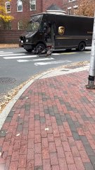 Le chauffeur d'Ups escorte des dindes sauvages à travers une intersection achalandée - Buzz Buddy