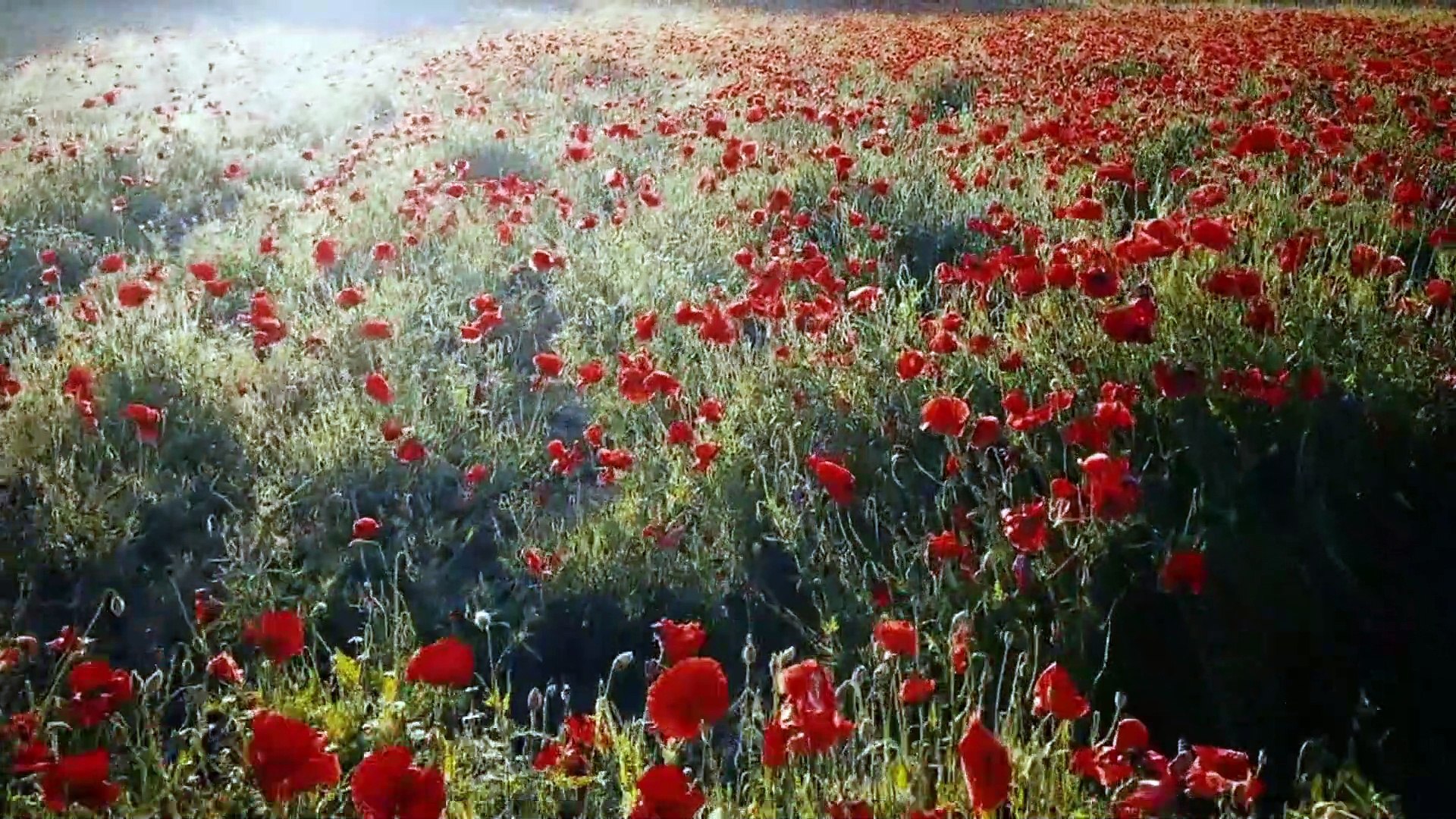 8K Video Poppy Field Red