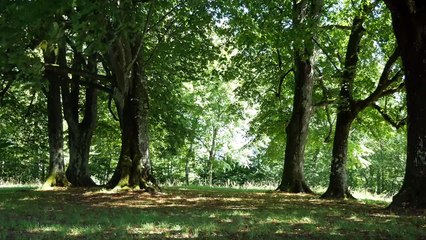 Guided Imagery Walk Through Forest I Guided Imagery Meditation I Guided Imagery walk Meditation I