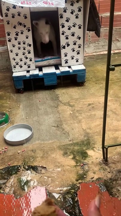 Essayer d'aider eggie le bull terrier qui n'aime pas la pluie à rentrer dans la maison - Buzz Buddy