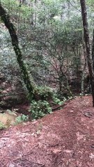 La plante amicale semble danser pour la caméra - Buzz Buddy