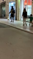 Chien heureux jouant avec un ballon dans les rues d'italie - Buzz Buddy