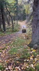Holly l'ours blond lookin chonky sur la piste dans le parc national de katmai - Buzz Buddy