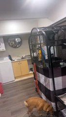 Ara réagit à l'acte de disparition - Buzz Buddy