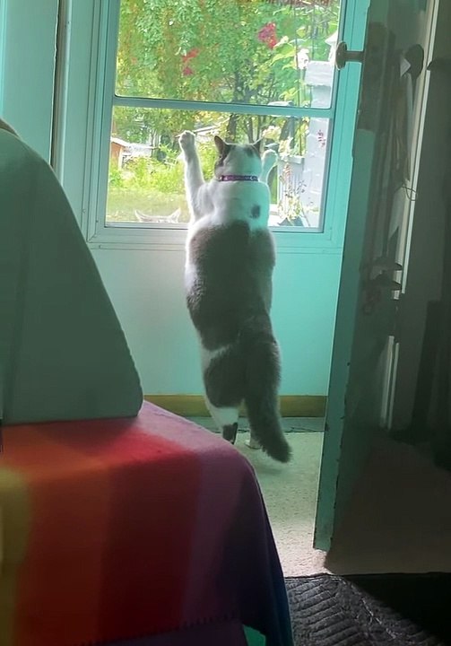 Jouets pour chats errants avec nellie ventre le chat - Buzz Buddy