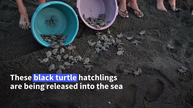 Speedy sea turtle hatchlings shuffle into sea in Sipacate, Guatemala
