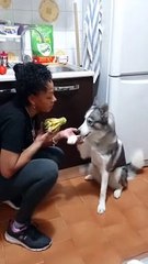 Guilty Husky Talks Back About Taking Food