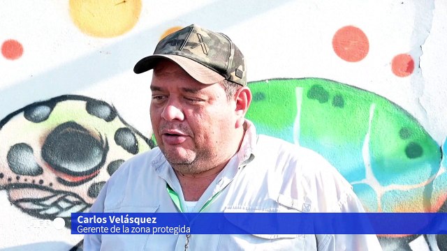 Crías de tortuga negra son liberadas en el mar de Guatemala