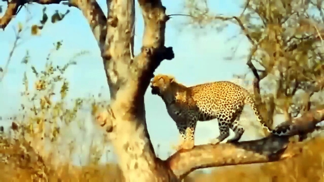 Too Brutal! Crazy Baboons Chase, Attack Mother Leopard And Kill Cub - Leopard Vs Baboons