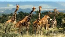 OMG... Mother giraffe brave attack Hyenas and Lion to save her baby's life - Giraffe vs Lion, Hyenas