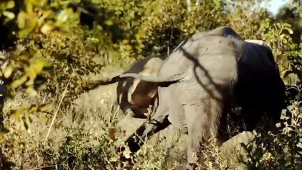 Amazing! The Kind Elephant Rushed To Save  Buffalo From Cruel Lion And Surprise Ending For Elephant