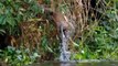 Swimming Baboon Family Was Suddenly Attack By Group Of Crocodile Too Brutally - Wild Animal Attack