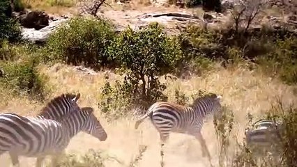 Lions Are So Humiliating! Mother Zebra Risked Her Life To Bite Lion To Death To Save Her Baby