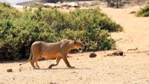 Poor... Mom Topi Used All Her Strength To Attack Hyenas And Cheetahs To Save Her Baby's Life