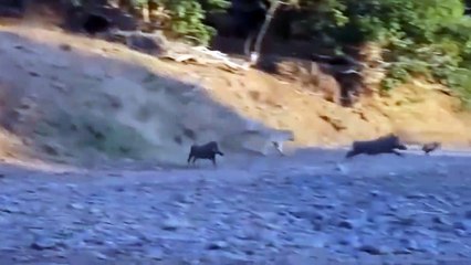 Epic War Between Warthog Vs Lion - Powerful Warthog Against Lion, Leopard