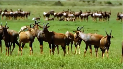 Unbelievable! Topi Unite To Attack Hyenas To Save Her Calf - Topi Vs Lion, Hyenas