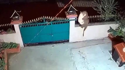 Shocking Video- Leopard Broke Into The Village Attacking Humans And Other Animals