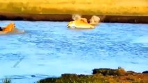 The Lion's Leg Was Bitten Off By Hyena During A Fierce Confrontation Over Food - Lion Vs Hyenas