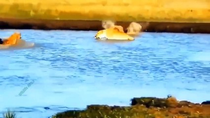 The Lion's Leg Was Bitten Off By Hyena During A Fierce Confrontation Over Food - Lion Vs Hyenas