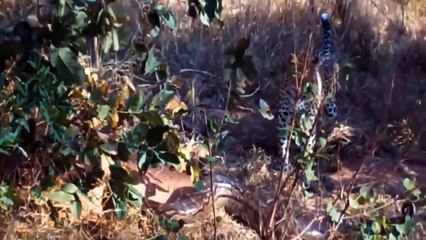 Lion Wrong When Confronting Python! Lion In Pain Tried To Struggle But Couldn't Get Rid Of Python