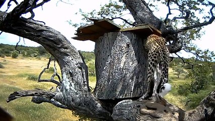 Touching Story! The People Of Maasai Rush To Attack Cheetah And Lion To Rescue The Poor Deer