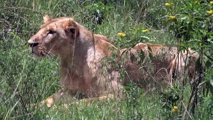 Race Against Death! Antelope Try To Struggle, Shoot Speed To Escape Pursuit Of Lion, Wild Dog, Hyena