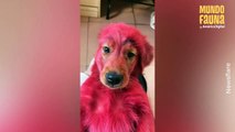 Travieso perro termina con todo su pelo rosado tras morder un tinte para cabello