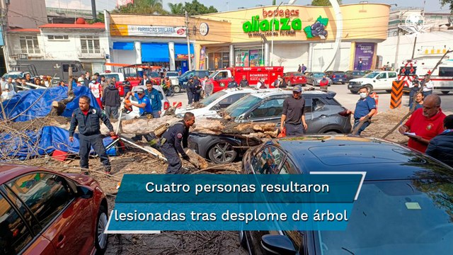 Cae árbol enorme sobre puestos de comida en Naucalpan