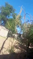 Video: Maestra tranquiliza a niños en medio de balacera frente a la escuela