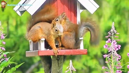 Animal sounds around us, cow, chicken, pig, horse, dog, monkey, duck, tiger, hippo, bird