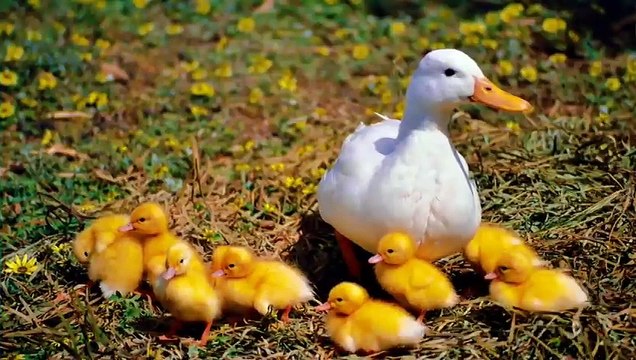 Mengenal nama binatang atau hewan dan suaranya