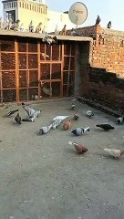 Big Setup Of Pigeons #pigeonsetup