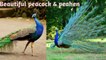 Beautiful peacock and peahen | Peacock | Peahen | funny content
