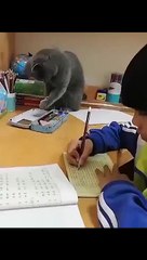 #cureunhappiness A collection of funny animals, the fun just won't stop~ #wonderfulanimals #watchonceandlaughonce #meowthings #be warm at the corners