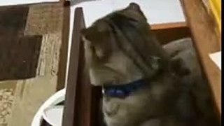 Randoms # 131  - Baby Cats - Cute and Funny Cat Videos Compilation - Aww Animals #shorts