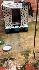 Trying to Help Eggie the Bull Terrier Who Doesn't Like Rain Back into the House