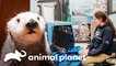 Decisão difícil em um tratamento veterinário para lontra-marinha | O Aquário | Animal Planet Brasil