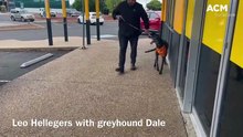 Greyhounds As Pets Leo Helleger with greyhound Dale